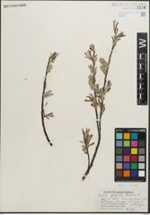 Foto von Salix pellita (Andersson) Bebb